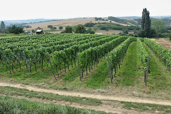 Ubytování jižní Morava - Penzion s vinným sklepem u Kyjova - pohled na vinici